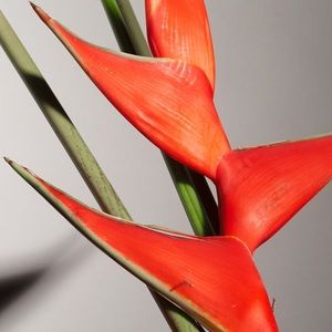 Meet your Posher, Claudia